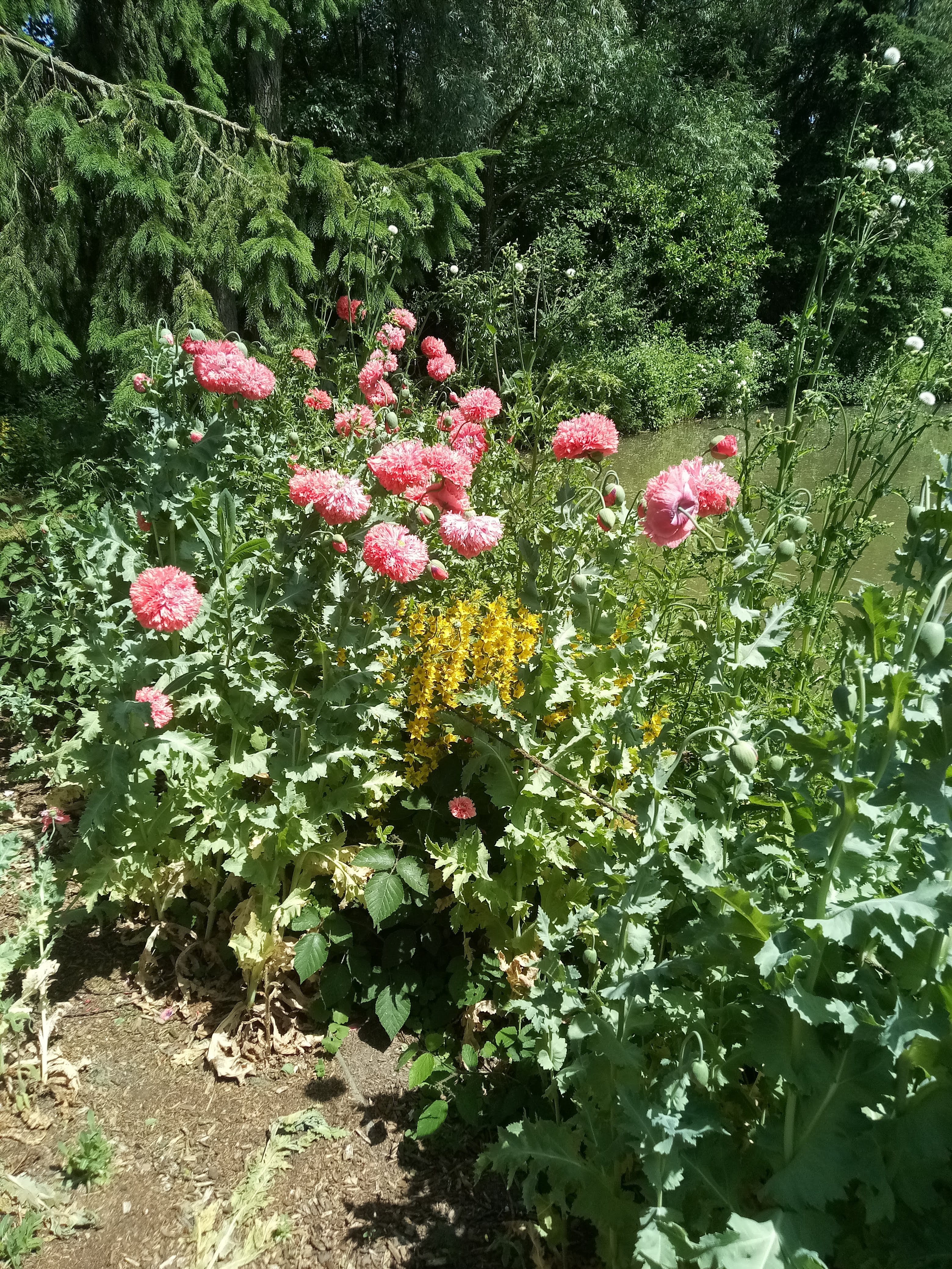 Wildblumen Natur-Oase-Harwick